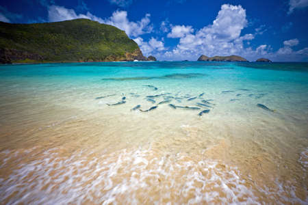 School of King Fish at Lorde Howe Island