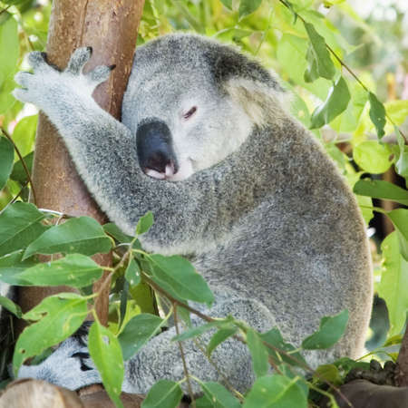 Koala sleeping in eucalyptus treeの写真素材