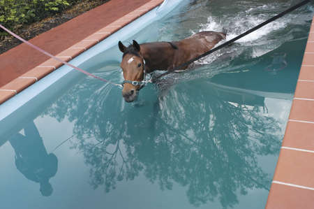 swimming horse in horse's swimming pool