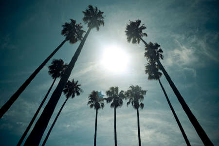 10 palm tress surrounding the sunの写真素材