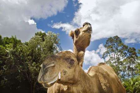two camels lookingの写真素材