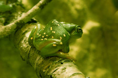 Green treefrog sitting on branchの写真素材