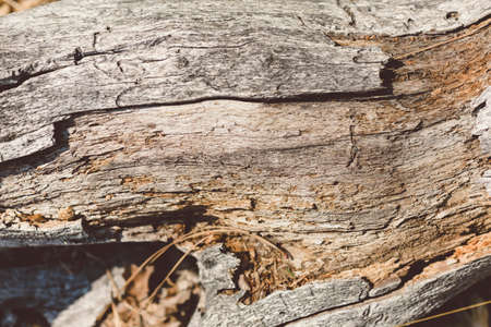 close up of bark detail on tree in Yosemite national parkの写真素材
