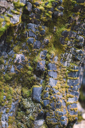 Deatialed shot of moss covered rock in Yosemite national parkの写真素材