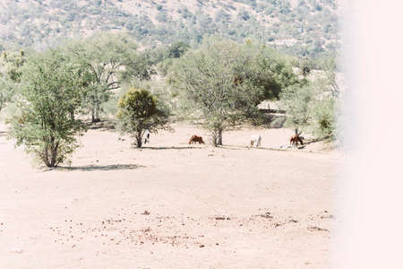paddock with horses in the dry country sideの写真素材