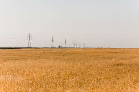flat golden field of grass in the country sideの写真素材