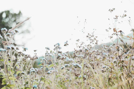 pretty field of beautiful blue flowersの写真素材
