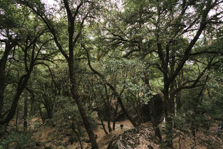 enchanted forest in Yosemite n a cloudy afternoonの写真素材
