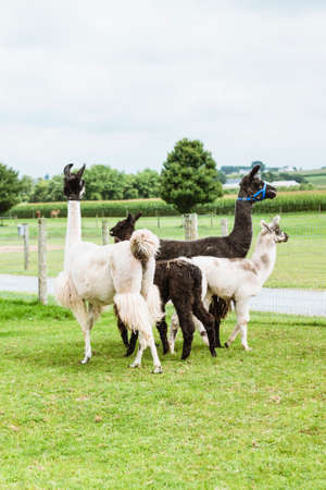 Four Lama's on farm in Amish country, Pennsylvania on an overcast afternoonの写真素材