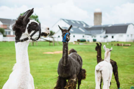 Four Lama's on farm in Amish country, Pennsylvania on an overcast afternoonの写真素材