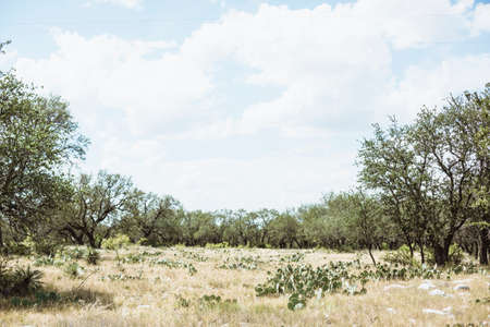 Dry feild of trees grass and cacuts in the Texas countrysideの写真素材