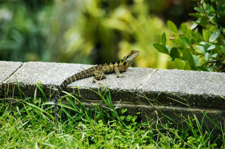 Small lizard with long tail resting on a concrete platformの写真素材