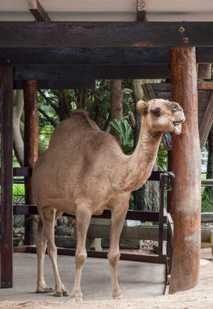 Image of a solitary camel taken in its enclosure in a zooの写真素材