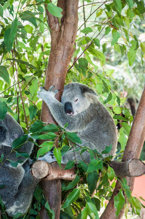 Cute koala sleeping in a tree,  holding on to a branchの写真素材