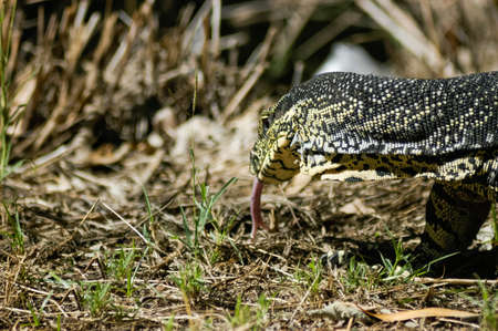 Big lizard walking on  dry grass in sunlightの写真素材