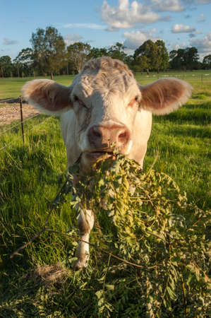 Image of a cow eating grass in a vast field covered in sunlightの写真素材