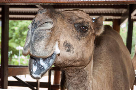 Camel posing for a camera in a zooの写真素材