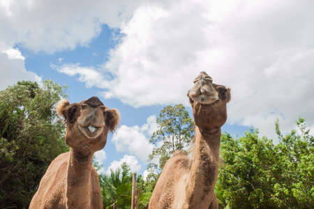 Two camels enjoying each other's company on a sunny dayの写真素材