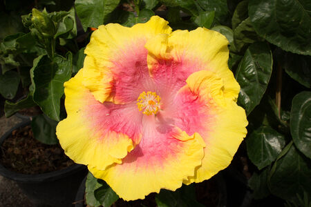 Yellow Pink Chinese Hibiscusの写真素材