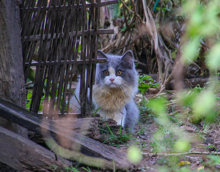 Cute cate in the gardenの写真素材