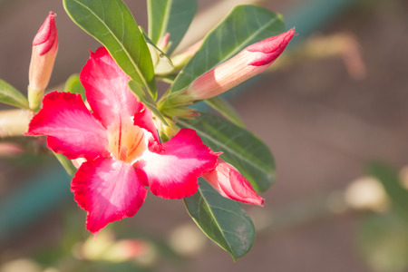 Tropical flower Pink Adenium. Desert rose.の写真素材