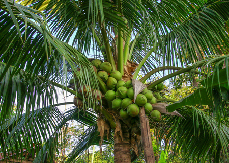 Sweet coconut tree with coconut fruitの写真素材