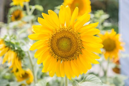 Sunflowers or Helianthus annuus field in the gardenの写真素材