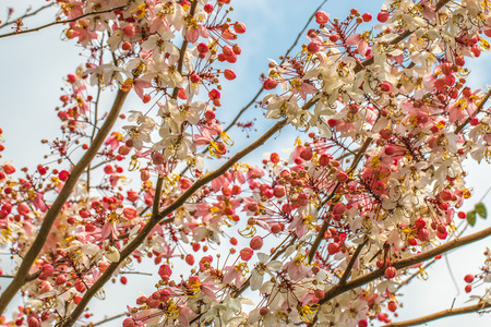 Wishing tree, pink shower, cassia bakeriana craib flowerの写真素材