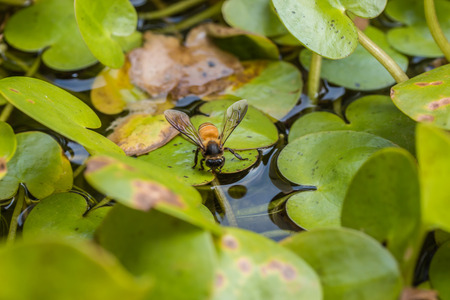Bee drinking water in the summer with Common Frogbit backgroundの写真素材