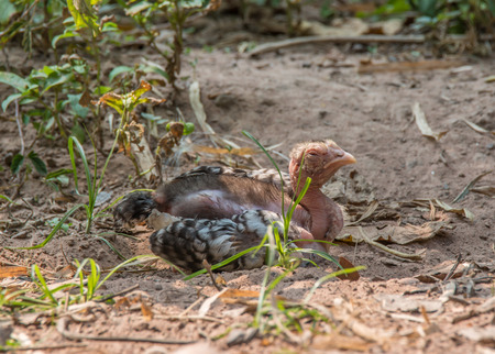 Young chicken sleeping in gardenの写真素材