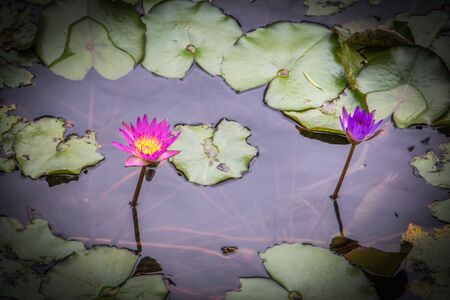 beautiful lotus flower in the pondの写真素材