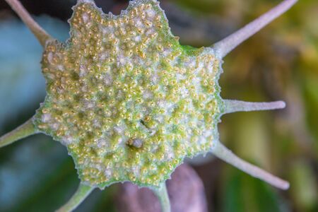 close up of the Dorstenia foetida flowerの写真素材