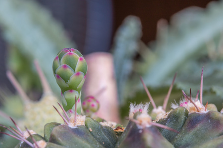 close up of bud flower cactusの写真素材