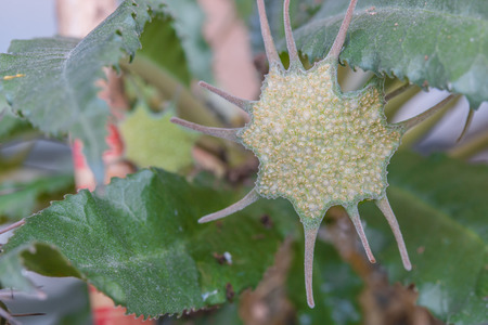 close up of the Dorstenia foetida flowerの写真素材