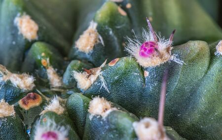 close up of bud flower cactusの写真素材