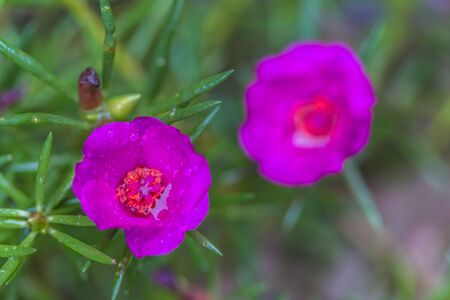 Magenta common purslane Flowers