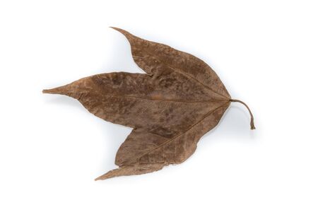 Dry Maple Leaf isolated on white backgroundの写真素材
