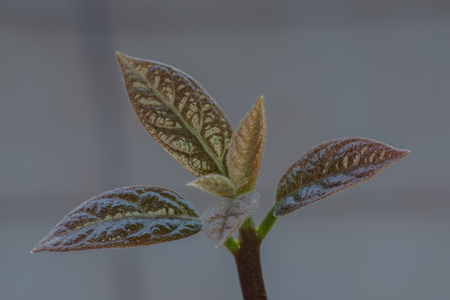 Very young seedling growing. Sprout avocadoの写真素材