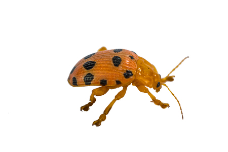 Side of Little Beetle Epilachna resting on white backgroundの写真素材