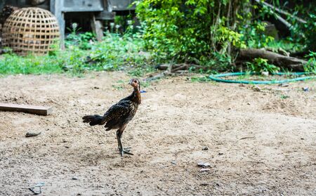 Chicken on soil floor on soft focus blur backgroundの写真素材