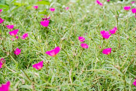 Purple Portulaca oleracea flower for backgroundの写真素材
