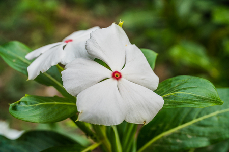 White flower in garden, West indian periwinkle, Madagascarの写真素材