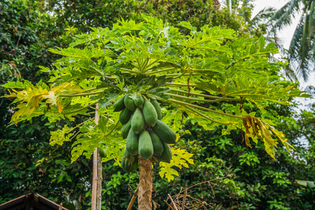 A papaya tree in the gardenの写真素材