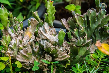 A fragment of cactus with sick leaves due to bad environmentの写真素材
