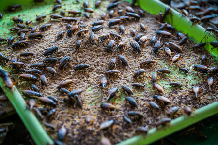 Crickets in farm, For consumption as food and used as animal feed.の写真素材
