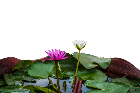 purple and white Lotus flowers in the gardenの写真素材