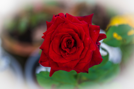 Red rose in the gardenの写真素材