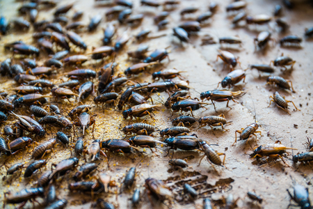 close up of Crickets in farm, For consumption as food And used as animal feed.の写真素材