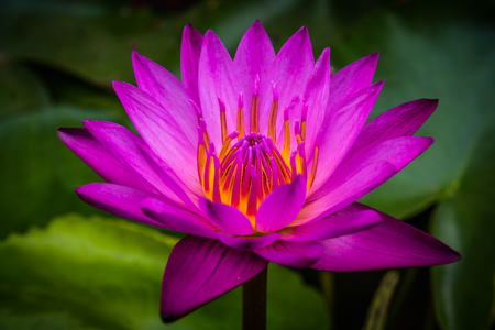 Side view, Closeup pink lotus flowers bloom in the waterの写真素材