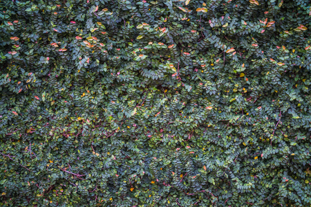 Natural green leaf wall, Texture backgroundの写真素材
